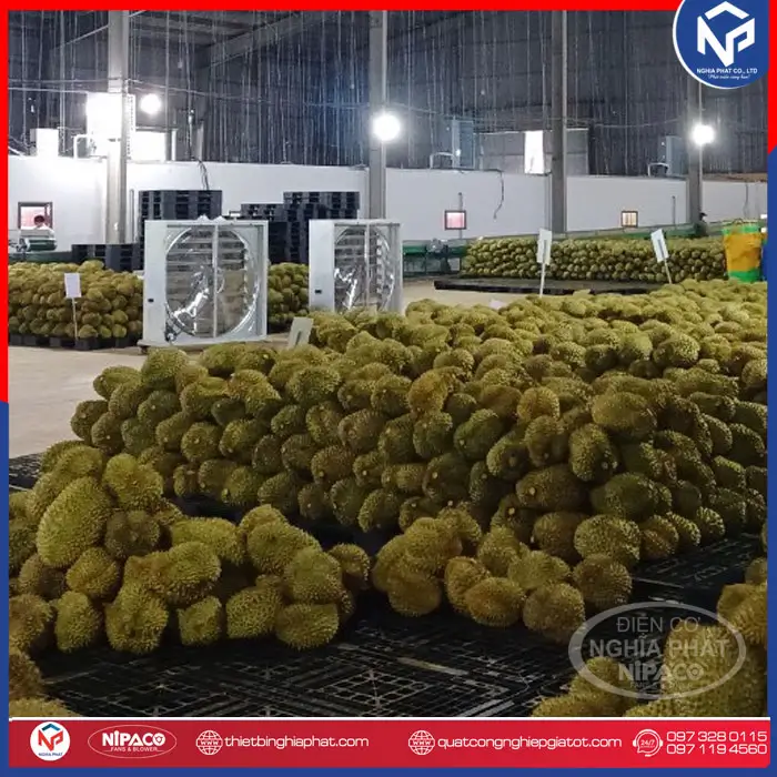 Quạt công nghiệp thổi sầu riêng, vựa nông sản 1100x1100 18 Quạt thổi sầu riêng 1100x1100